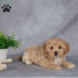 James, Maltipoo Puppy