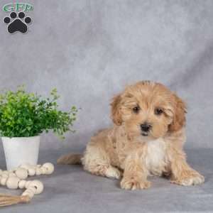 James, Maltipoo Puppy