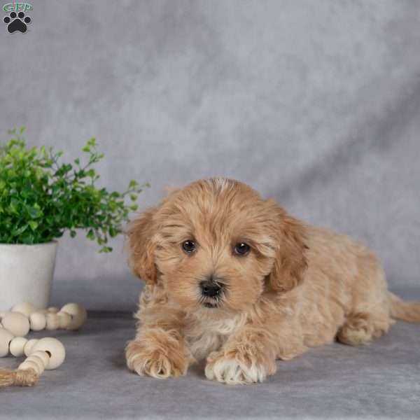 James, Maltipoo Puppy