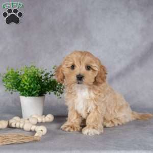 James, Maltipoo Puppy