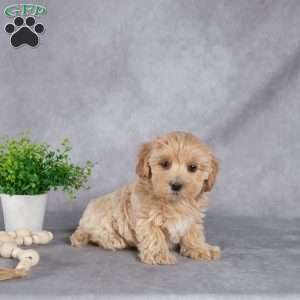 Jackson, Maltipoo Puppy