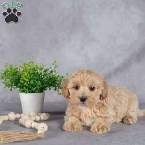 Jackson, Maltipoo Puppy