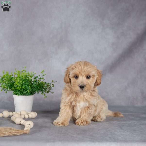 Jackson, Maltipoo Puppy