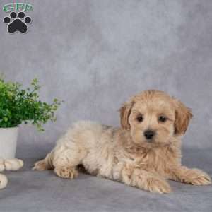 Johnny, Maltipoo Puppy