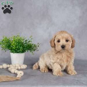 Johnny, Maltipoo Puppy