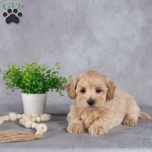 Johnny, Maltipoo Puppy