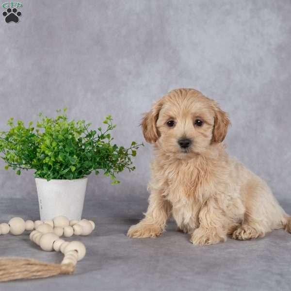 Johnny, Maltipoo Puppy