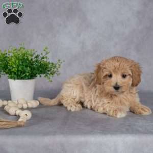 Jim, Maltipoo Puppy