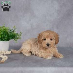Jim, Maltipoo Puppy