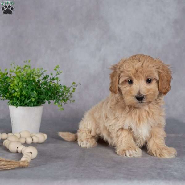 Jim, Maltipoo Puppy