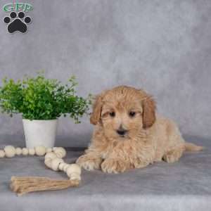 Jim, Maltipoo Puppy