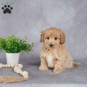 Jim, Maltipoo Puppy