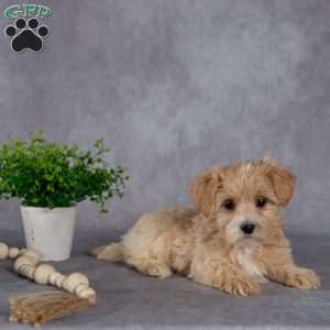 Jewel, Maltipoo Puppy