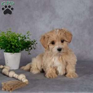 Jewel, Maltipoo Puppy
