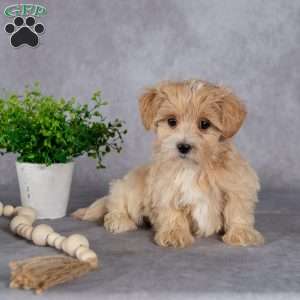 Jewel, Maltipoo Puppy