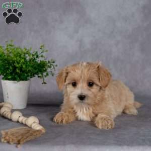 Jewel, Maltipoo Puppy