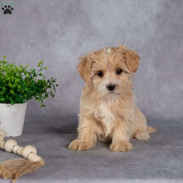 Jewel, Maltipoo Puppy