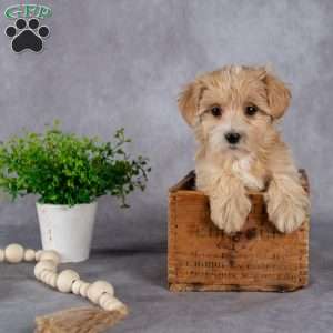 Jewel, Maltipoo Puppy