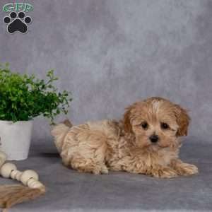 Jeanette, Maltipoo Puppy