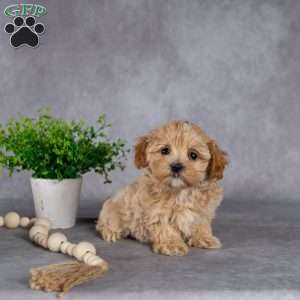 Jeanette, Maltipoo Puppy