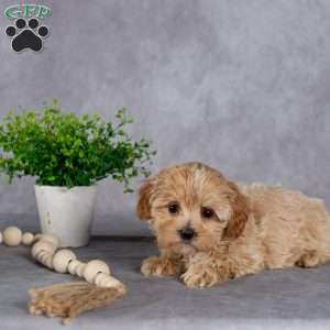Jeanette, Maltipoo Puppy