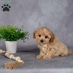 Jeanette, Maltipoo Puppy