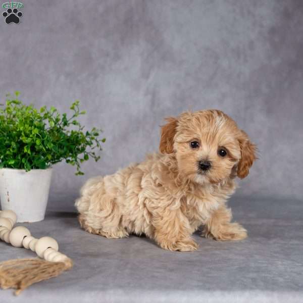 Jeanette, Maltipoo Puppy