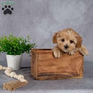 Jeanette, Maltipoo Puppy