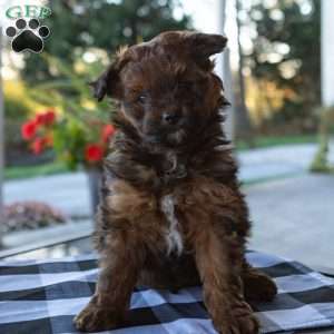 Sammy, Pomapoo Puppy