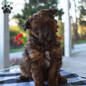 Sammy, Pomapoo Puppy