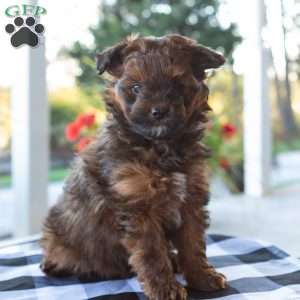 Sammy, Pomapoo Puppy