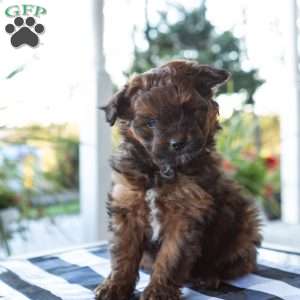 Sammy, Pomapoo Puppy