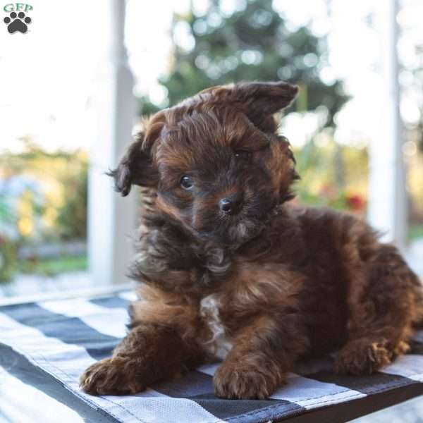 Sammy, Pomapoo Puppy