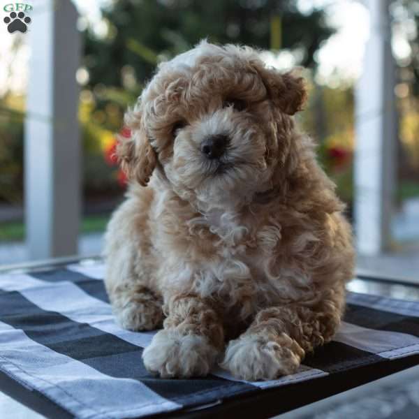 Charlie, Toy Poodle Puppy