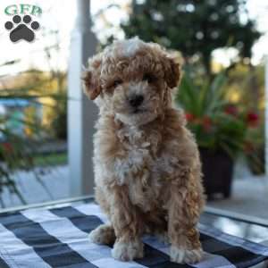 Charlie, Toy Poodle Puppy