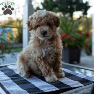 Charlie, Toy Poodle Puppy