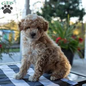 Charlie, Toy Poodle Puppy
