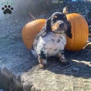 Poof, Dachshund Puppy