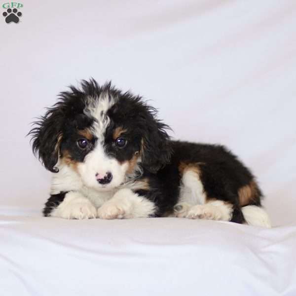 Gabby, Mini Bernedoodle Puppy