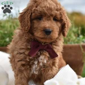 Reagan, Mini Goldendoodle Puppy