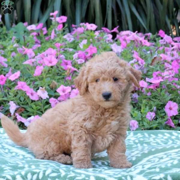 Echo, Mini Goldendoodle Puppy