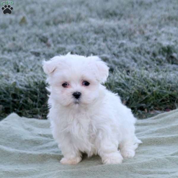 Echo, Maltese Puppy