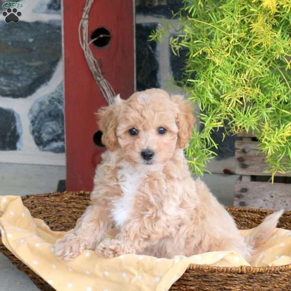 Echo, Bich-Poo Puppy