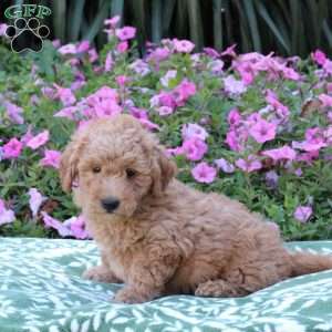 Echo, Mini Goldendoodle Puppy