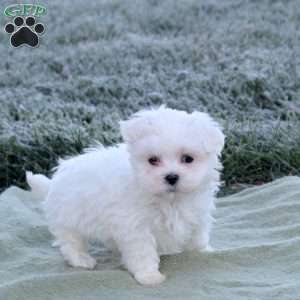Echo, Maltese Puppy