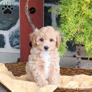 Echo, Bich-Poo Puppy