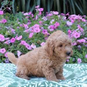 Echo, Mini Goldendoodle Puppy
