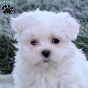 Echo, Maltese Puppy