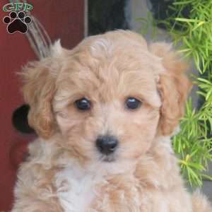 Echo, Bich-Poo Puppy