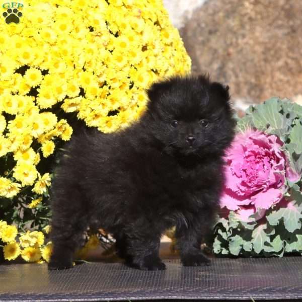 Echo, Pomeranian Puppy